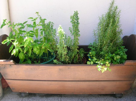 aromaticas
